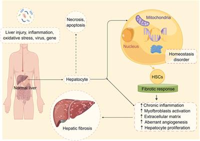 Research progress of traditional Chinese medicine in improving hepatic fibrosis based on inhibiting pathological angiogenesis